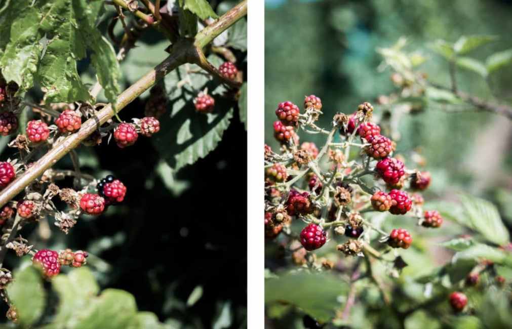 kaysersberg, route des vins, vosges, alsace