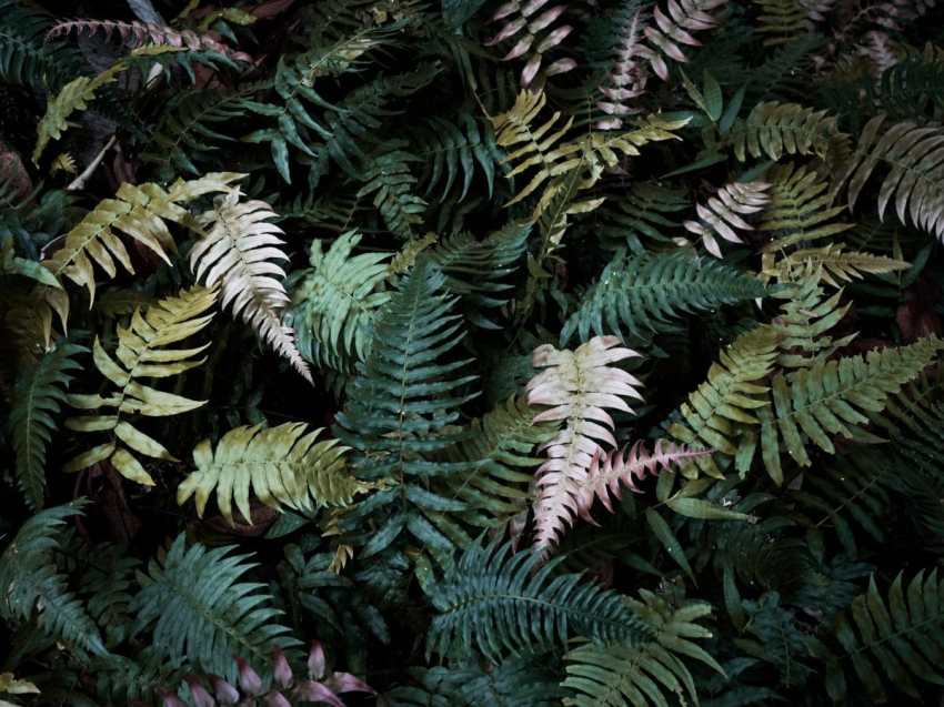 jungle, cascade paradis, fougère, forêt tropicale, guadeloupe