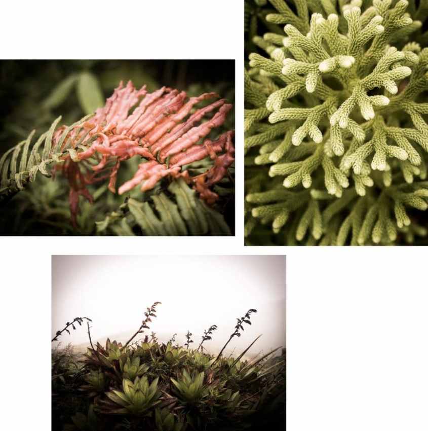 la soufrière-randonnée la soufrière-végétation ile de montserrat en guadeloupe aux Antilles 
