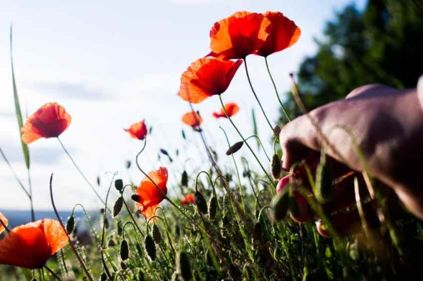 photos des vosges - coquelicots - photo alsace - montagne vosges