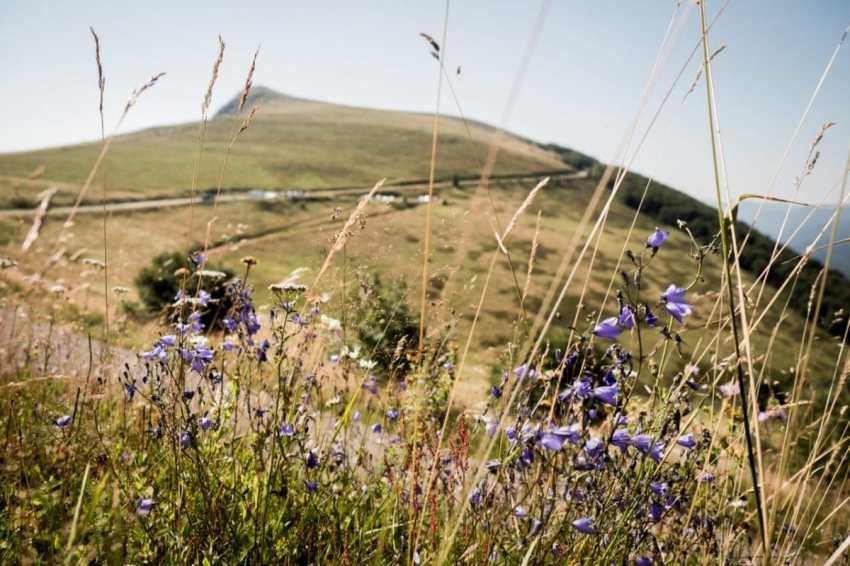 alsace, vosges, route des crêtes, montagne