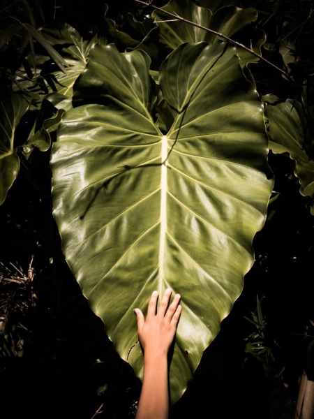 Foret tropicale Guadeloupe - végétation ile d'emeraude dans les Antilles