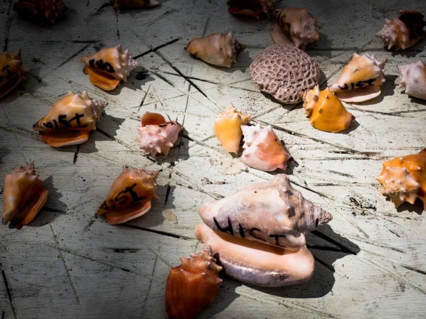 république dominicaine, mano juan, bayahibe, saona, caraïbes