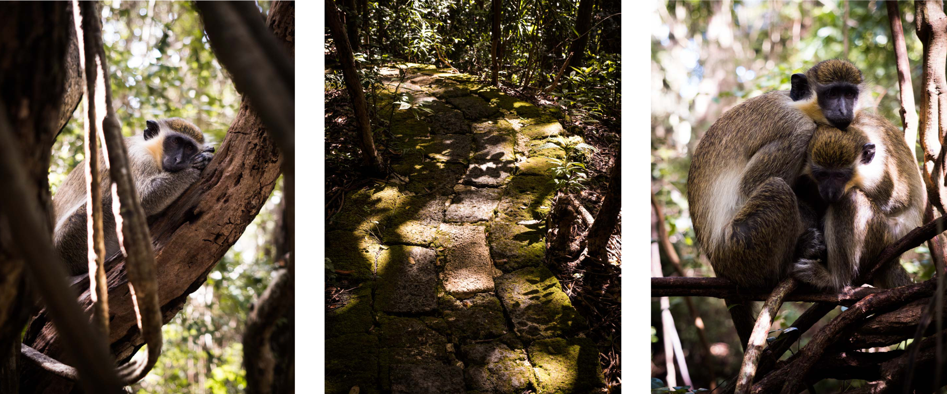 le singe vert de la barbade -wild life reserve