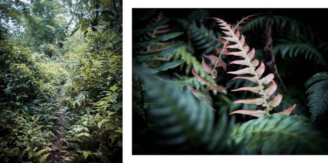 Photo voyage Guadeloupe dans la jungle et la forêt tropicale